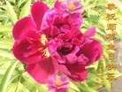 ���ֹ�,�ӱ��󷨵��ӹ���ʦ�𻪵��ߴ󷨺鴫��ʮ������(24��)
