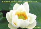 ���ֹ�,�������󷨵��ӹ���ʦ�𻪵��ߴ󷨺鴫��ʮ������(25��)
