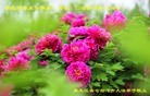 ���ֹ�,�������󷨵��ӹ���ʦ�𻪵��ߴ󷨺鴫��ʮ������(25��)
