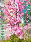 ���ֹ�,�������󷨵��ӹ���ʦ�𻪵��ߴ󷨺鴫��ʮ������(22��)
