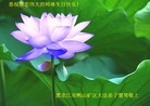 ���ֹ�,�������󷨵��ӹ���ʦ�𻪵��ߴ󷨺鴫��ʮ������(22��)
