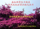 ���ֹ�,�����󷨵��ӹ���ʦ�𻪵��ߴ󷨺鴫��ʮ������(29��)
