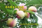 ���ֹ�,�ȷ��󷨵��ӹ��ش󷨺鴫��ʮ��������ʦ�𻪵�(31��)
