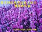 ���ֹ�,��������󷨵��ӹ���ʦ�𻪵��ߴ󷨺鴫��ʮ������(24��)
