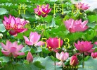 ���ֹ�,����󷨵��ӹ���ʦ�𻪵��ߴ󷨺鴫��ʮ������(20��)
