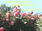 ���ֹ�,����󷨵��ӹ���ʦ�𻪵��ߴ󷨺鴫��ʮ������(20��)
