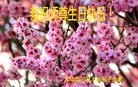 ���ֹ�,�������󷨵��ӹ��ش󷨺鴫��ʮ��������ʦ�𻪵�(28��)
