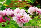 ���ֹ�,�������󷨵��ӹ������編�ִ�����ʦ�𻪵�(21��)
