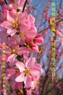 ���ֹ�,�����󷨵��ӹ���ʦ�𻪵��ߴ󷨺鴫��ʮ������(23��)
