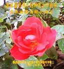 ���ֹ�,�����󷨵��ӹ���ʦ�𻪵��ߴ󷨺鴫��ʮ������(23��)
