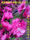 ���ֹ�,�ػʵ��󷨵��ӹ���ʦ�𻪵��ߴ󷨺鴫��ʮ������(25��)
