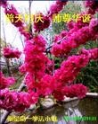 ���ֹ�,�ػʵ��󷨵��ӹ��ش󷨺鴫��ʮ��������ʦ�𻪵�(22��)
