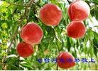 ���ֹ�,�������󷨵��ӹ������編�ִ�����ʦ�𻪵�(21��)
