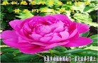 ���ֹ�,�����󷨵��ӹ������編�ִ�����ʦ�𻪵�(23��)
