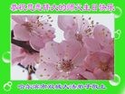 ���ֹ�,�������󷨵��ӹ������編�ִ�����ʦ�𻪵�(19��)
