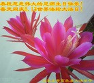 ���ֹ�,ʯ��ׯ�󷨵��ӹ������編�ִ�����ʦ�𻪵�(25��)
