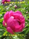 ���ֹ�,�������󷨵��ӹ������編�ִ�����ʦ�𻪵�(29��)

