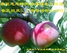 ���ֹ�,�������󷨵��ӹ������編�ִ�����ʦ�𻪵�(57��)
