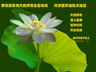 ���ֹ�,��ľ˹�󷨵��ӹ������編�ִ�����ʦ�𻪵�(18��)
