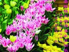 ���ֹ�,��ľ˹�󷨵��ӹ������編�ִ�����ʦ�𻪵�(18��)
