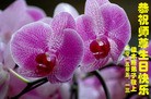 ���ֹ�,��ľ˹�󷨵��ӹ������編�ִ�����ʦ�𻪵�(18��)

