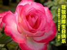 ���ֹ�,��ľ˹�󷨵��ӹ������編�ִ�����ʦ�𻪵�(18��)
