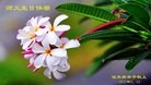 ���ֹ�,��ľ˹�󷨵��ӹ������編�ִ�����ʦ�𻪵�(18��)
