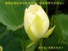 ���ֹ�,�ػʵ��󷨵��ӹ������編�ִ�����ʦ�𻪵�(20��)
