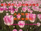 ���ֹ�,�ػʵ��󷨵��ӹ������編�ִ�����ʦ�𻪵�(21��)
