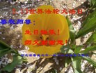 ���ֹ�,�ػʵ��󷨵��ӹ������編�ִ�����ʦ�𻪵�(21��)
