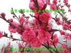 ���ֹ�,�������󷨵��ӹ������編�ִ�����ʦ�𻪵�(19��)
