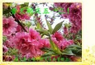 ���ֹ�,��ľ˹�󷨵��ӹ������編�ִ�����ʦ�𻪵�(23��)
