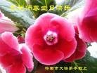 ���ֹ�,�����д󷨵��ӹ������編�ִ�����ʦ�𻪵�(22��)
