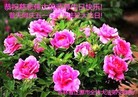 ���ֹ�,����ʡ�󷨵��ӹ������編�ִ�����ʦ�𻪵�(19��)
