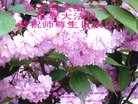 ���ֹ�,�ػʵ��󷨵��ӹ������編�ִ�����ʦ�𻪵�(21��)
