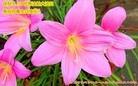 ���ֹ�,�����󷨵��ӹ������編�ִ�����ʦ�𻪵�(27��)
