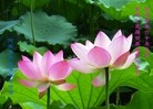 ���ֹ�,�ӱ��󷨵��ӹ������編�ִ�����ʦ�𻪵�(25��)
