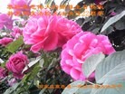 ���ֹ�,ʯ��ׯ�󷨵��ӹ������編�ִ�����ʦ�𻪵�(24��)
