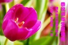 ���ֹ�,��ľ˹�󷨵��ӹ������編�ִ�����ʦ�𻪵�(18��)
