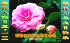 ���ֹ�,�ӱ��󷨵��ӹ������編�ִ�����ʦ�𻪵�(25��)
