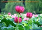 ���ֹ�,����ʡ�󷨵��ӹ������編�ִ�����ʦ�𻪵�(24��)
