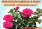 ���ֹ�,����ʡ�󷨵��ӹ������編�ִ�����ʦ�𻪵�(19��)
