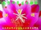 ���ֹ�,��ľ˹�󷨵��ӹ������編�ִ�����ʦ�𻪵�(18��)
