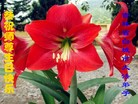 ���ֹ�,����ʡ�󷨵��ӹ������編�ִ�����ʦ�𻪵�(19��)
