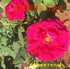 ���ֹ�,���ϴ󷨵��ӹ������編�ִ�����ʦ�𻪵�(18��)
