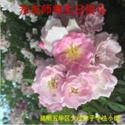 ���ֹ�,���ϴ󷨵��ӹ������編�ִ�����ʦ�𻪵�(26��)
