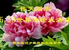 ���ֹ�,�����д󷨵��ӹ������編�ִ�����ʦ�𻪵�(20��)
