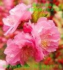���ֹ�,�����д󷨵��ӹ������編�ִ�����ʦ�𻪵�(23��)
