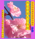 ���ֹ�,����󷨵��ӹ������編�ִ�����ʦ�𻪵�(20��)
