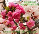 ���ֹ�,�����д󷨵��ӹ������編�ִ�����ʦ�𻪵�(23��)

